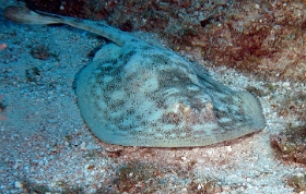 MediaEarth - Bahamas 2017 - DSC02386_rc - Yellow stingray - Raie pastenague jaune - Urobatis jamaicencis